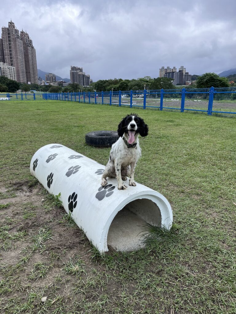 springer spaniel