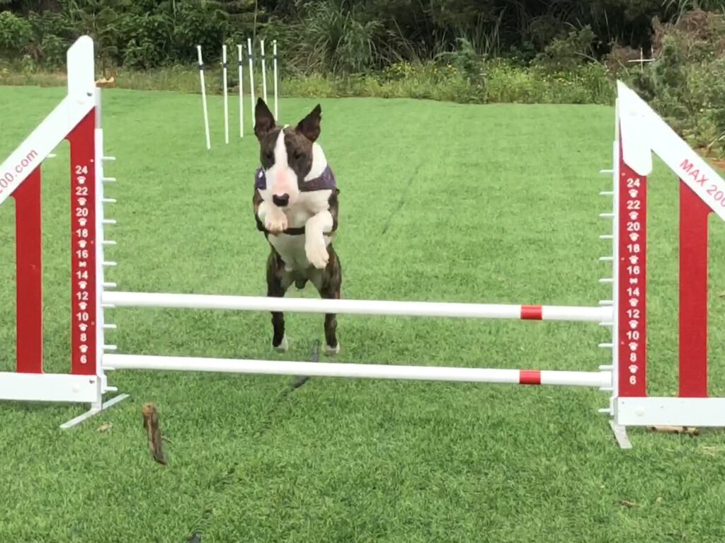 bull terrier doing agility jump