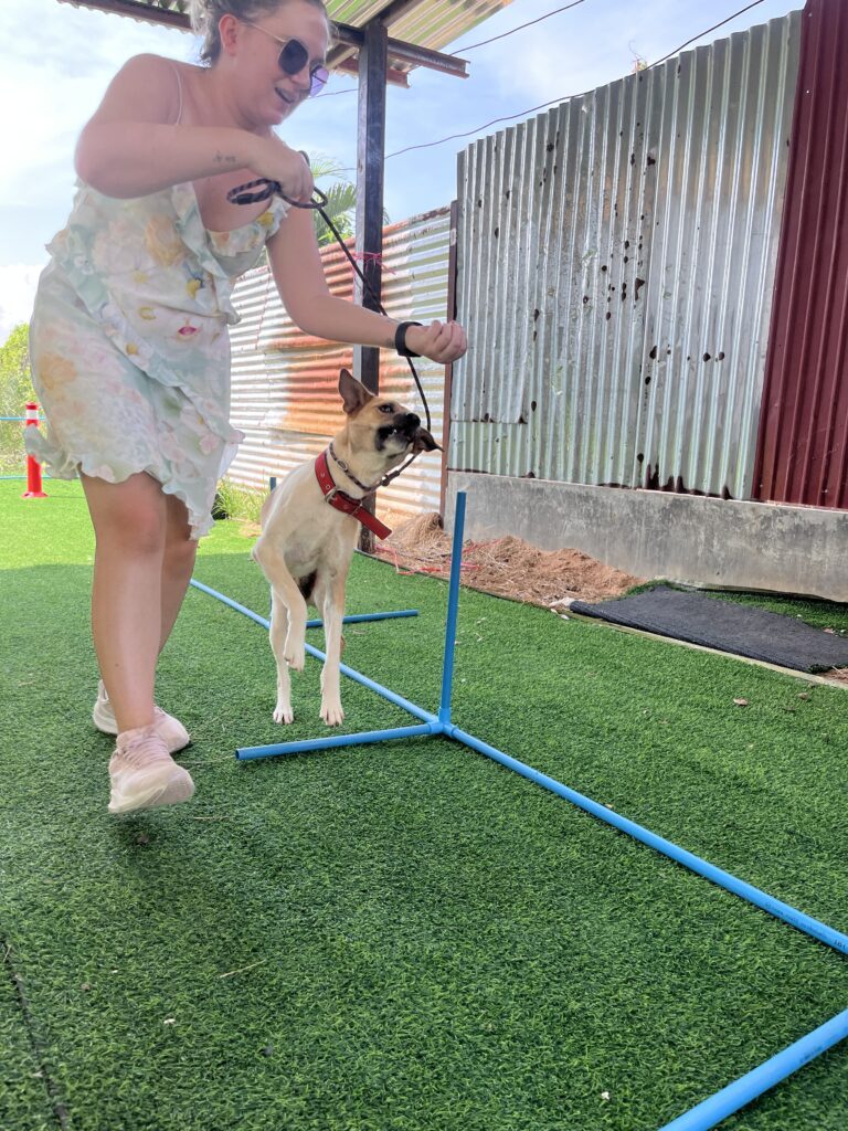 rescue dog running an agility course in thailand