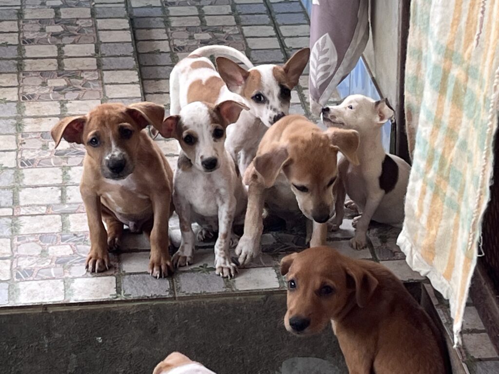 the litter of puppies that await our next cohort of volunteers at second chance in pattaya