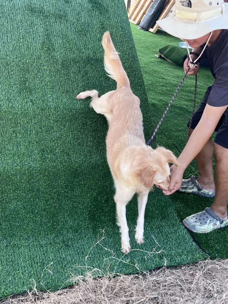 creamy the rescue dog learning agility in the dog shelter in thailand with a volunteer