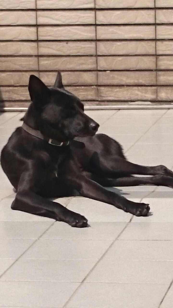 My Taiwan Dog Faith